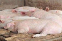 猪喘的厉害用什么药特效，要根据不同的原因进行对症治疗