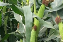 禾盛昌5578玉米栽培技术要点，经鉴定中抗大斑病