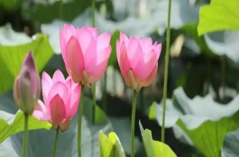 秋天开什么花，常见的有荷花、睡莲等