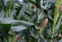 沃锋188玉米栽培技术要点，适宜播期4月下旬至5月上旬