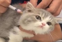 猫多大可以打疫苗，可预防猫瘟、猫传染性鼻气管炎等