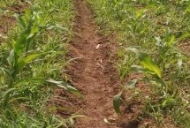 隰洲小黑豆1号大豆栽培技术要点，适宜播期5月上中旬