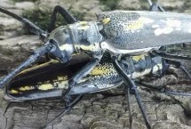 天牛的种类，幼虫会蛀食树干和树枝