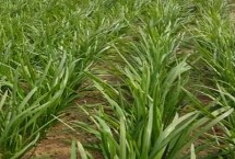 温室大棚韭菜一茬亩产量，平均每年需投入两万多元