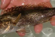 个体论述，是名贵淡水经济鱼种