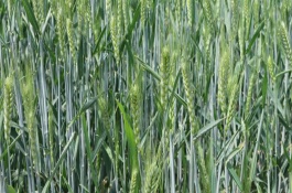 西科麦4号小麦栽培技术要点，并加强对蚜虫和赤霉病的防治