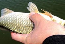 钓鲫鱼用几号伊势尼鱼钩，1-4号钩均可选择