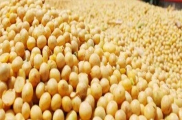 泗豆168大豆栽培技术要点，淮南中熟夏大豆品种