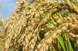 赣6A水稻品种基本信息，赣6A水稻种子简介