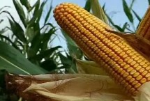 金耕26号玉米栽培技术要点，在整个种植过程中注意防治杂草