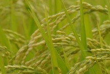 深两优1378水稻栽培技术要点，每亩插足基本苗6万以上