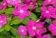 花期最长的花，有些花卉也能做到四季开花