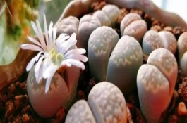 生石花怎么繁殖，在非雨季生长开花