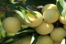 李子树苗种植技术，一般在秋季落叶后至春季发芽前定植