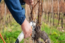 怎样判断葡萄树死了，最好在冬季修剪