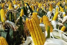 贵白玉1号玉米栽培技术要点，平均生育期131.5天