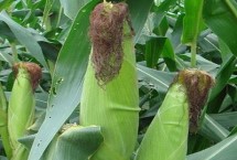 吉单604玉米栽培技术要点，中抗茎腐病