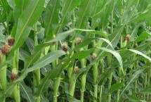 禾创427玉米栽培技术要点，中抗茎腐病