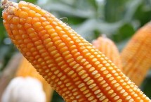 朝禾188玉米栽培技术要点，该品种高抗穗腐