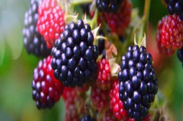 中国哪里适合种植黑莓，原产于新旧大陆北温带