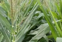 安农576玉米栽培技术要点，高抗茎腐病