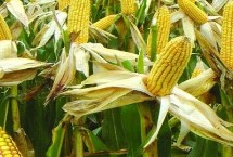 道育88玉米栽培技术要点，生育期119天左右