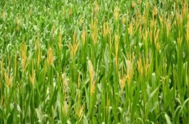 美玉(加甜糯)7号玉米栽培技术要点，每亩种植3500株