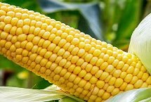 必奥1305玉米栽培技术要点，适宜播期4月下旬至5月上旬