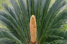 铁树旁边的小铁树怎样移植，初期每个月追施一次农家肥