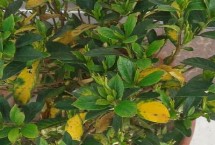 栀子花什么时候适合剪枝，找准原因对症治疗