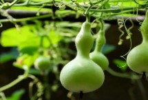 葫芦成熟的表现，属于葫芦科、葫芦属一年生草本植物