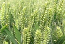 漯麦47小麦栽培技术要点，重点防治条锈病