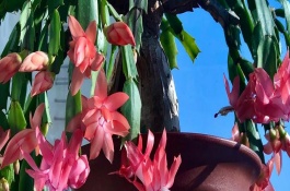 如何让蟹爪兰冬天多开花，可每隔7天给植株浇水一次