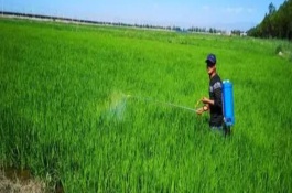 草甘膦喷后多久失效，甘膦效果和含量是不一样的