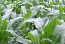 先耕303玉米栽培技术要点，足墒播种