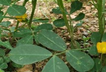 有哪些比较好的春花生品种，可将饱果率高、生长势强、不早衰的优良单株作为选留种株