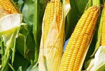 东单7512玉米栽培技术要点，中抗茎腐病