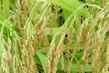 松粳204水稻栽培技术要点，该品种主茎14片叶