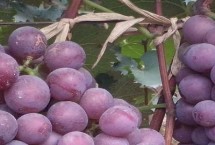 巨峰葡萄小粒防治技术，适当疏花疏果可提高果实的品质