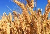 荃麦979小麦栽培技术要点，属半冬性品种