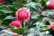 山茶花几月开花，各具特色