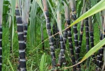 甘蔗的种植时间，注意每个阶段的养护