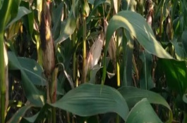 大民706玉米栽培技术要点，高抗茎腐病0%HR