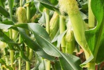 宣瑞188玉米栽培技术要点，中抗南方锈病