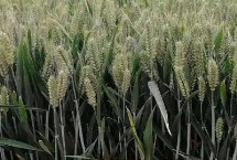 小麦种子怎么选，要选择适合当地栽种的品种