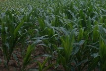 尚单3721玉米栽培技术要点，每亩3300-4000株为宜