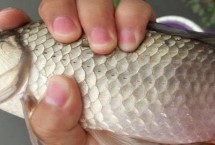 钓鲤鱼小药的最佳配方，麝香酒的吸引力较强