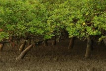 什么是红树林，在浙江省中南部