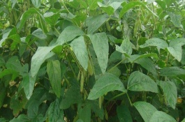 昊疆1号大豆栽培技术要点，普通大豆品种