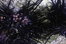 海胆怎么吃，产地为海南岛、大连等沿海地区